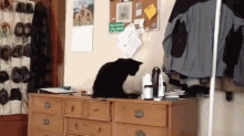 This Is What Happened To The Last Guy That Messed With Me GIF - Cat Annoying Jerk GIFs