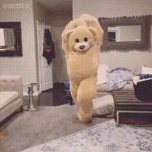 Dance Bear GIF - Dance Bear Dancing GIFs