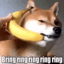 Banana Dog GIF