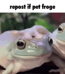 Frog Pet GIF - Frog Pet Froge GIFs