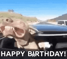 a dog is driving a car and making a funny face while saying happy birthday .