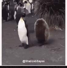 Penguins Animal GIF - Penguins Animal Walk GIFs
