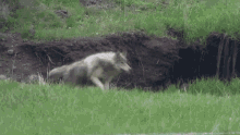 Wolf Wolf Pack GIF - Wolf Wolf Pack Therian GIFs
