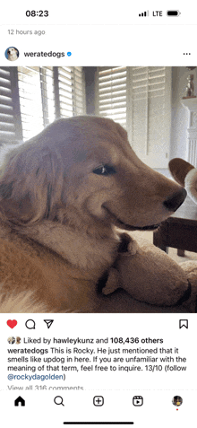 Cute Puppy GIF - Cute Puppy GIFs