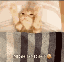 Cute Kitten GIF - Cute Kitten Alone GIFs