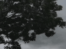 a tree silhouetted against a cloudy sky