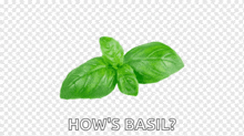 Basil GIF