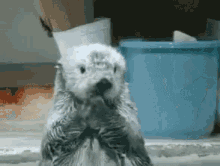 Oh No You Didnt Otter GIF