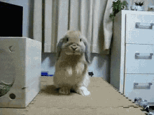 Fluffy Cute GIF - Fluffy Cute Bunny GIFs