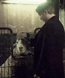 a man petting a sheep in a cage with a sign that says ' sheep ' on it