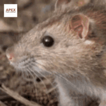 How To Get Rid Of Mice And Rats GIF - How To Get Rid Of Mice And Rats GIFs