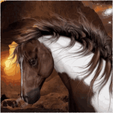 Horse Stallion GIF - Horse Stallion Windy GIFs