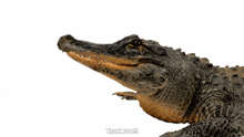 Crocodile Than GIF