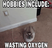 a cat is laying on the floor next to a wall with the words hobbies include wasting oxygen below it