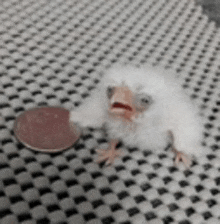 a small white bird is sitting next to a coin on a checkered surface .