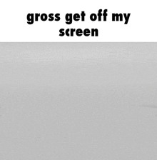 a laptop with a picture of a cat on the screen and the words gross get off my screen above it