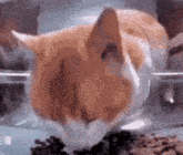 Cat Meme The Smoke Room GIF