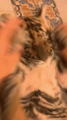Jimmiegucci Tiger GIF
