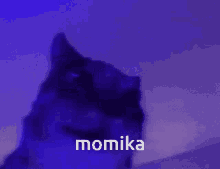 Momika GIF - Momika GIFs