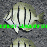 a picture of a fish with the words " convict surgeon fish " written above it