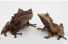 Frog Ribbit GIF - Frog Ribbit Stand GIFs