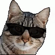 Cool Cat Sticker - Cool Cat Kool - Discover & Share GIFs