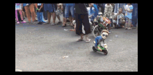 a stuffed animal is riding a toy scooter in front of a crowd of people