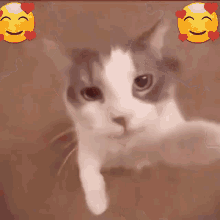 Love Love You GIF - Love Love You Cat GIFs