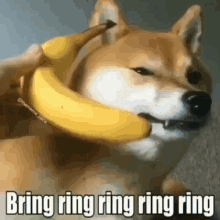 Ring Ring Ring GIF - Ring Ring Ring Phone GIFs