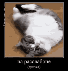Komaru Cat GIF - Komaru Cat Chill GIFs