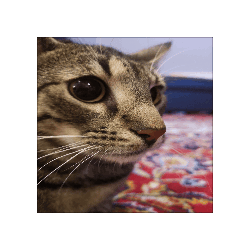 Cat Meme Sticker - Cat Meme Spin Stickers