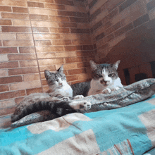 Gatos Mônica E Quitana GIF
