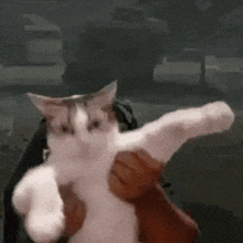 a person is holding a cat in their arms and it is dancing .