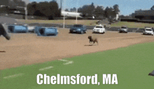 a picture of a dog running on a baseball field with the words chelmsford ma on the bottom