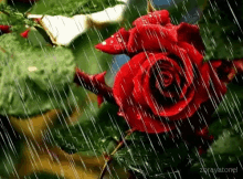 Rose Raining GIF - Rose Raining GIFs