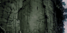 a person is standing next to a tree in the woods and touching it .