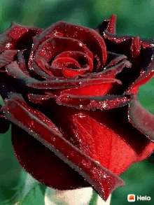 Red Rose Glittery GIF - Red Rose Glittery Flower GIFs