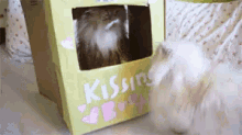 Kissing Booth Cat Fail GIF - Pass Cats Kissingbooth GIFs