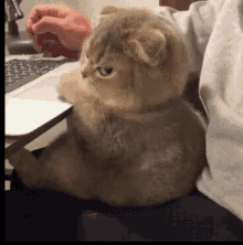 cat :: angry :: mail :: gif - JoyReactor