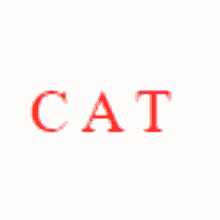 Cat Red GIF - Cat Red Shake GIFs