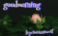 a pink rose is on a black background with the words good morning