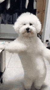 Kemusan Dog Dance GIF - Kemusan Dog Dance Dog GIFs