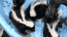 Skunk Cute Animals GIF - Skunk Cute Animals GIFs