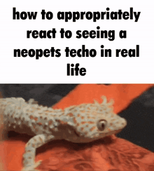 how to appropriately react to seeing a neopets techo in real life with a lizard in the background