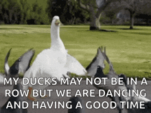 Ducks Dancing GIF - Ducks Dancing Moves GIFs