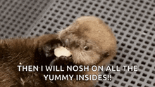 Otter Hungry GIF - Otter Hungry Eating GIFs