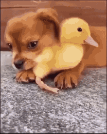 GIF