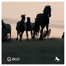 a group of horses are running in a field with the word eco on the bottom