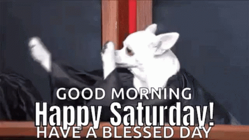Funny Animals Happy Saturday GIF - Funny Animals Happy Saturday Dog -  Discover & Share GIFs