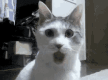笑う　ネコ GIF - Jplaugh Cat Shocked GIFs